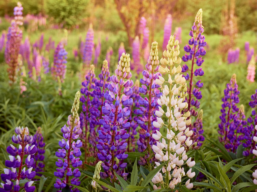 Lupine Flower: The Ayurvedic Ingredient that Can Reverse Sun Damage and Aging