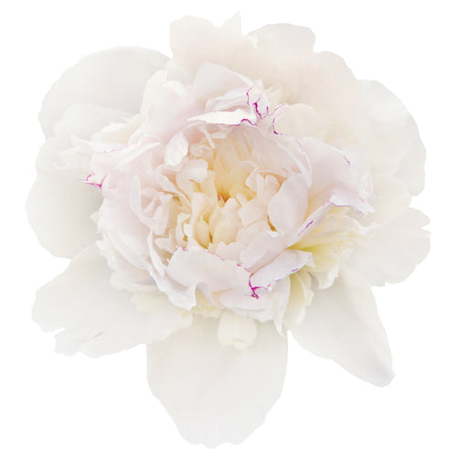 files/Peony_AVYA.jpg